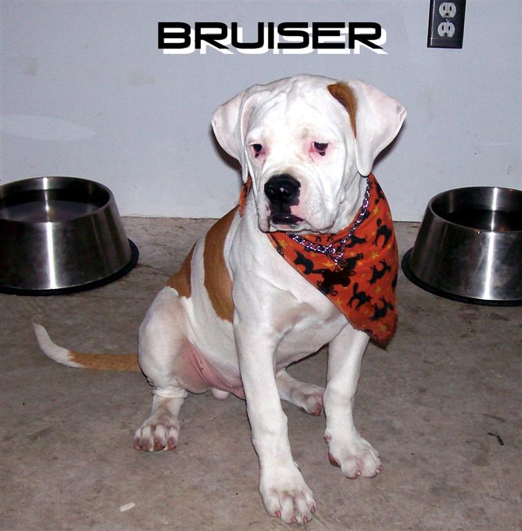 bruiser3.jpg