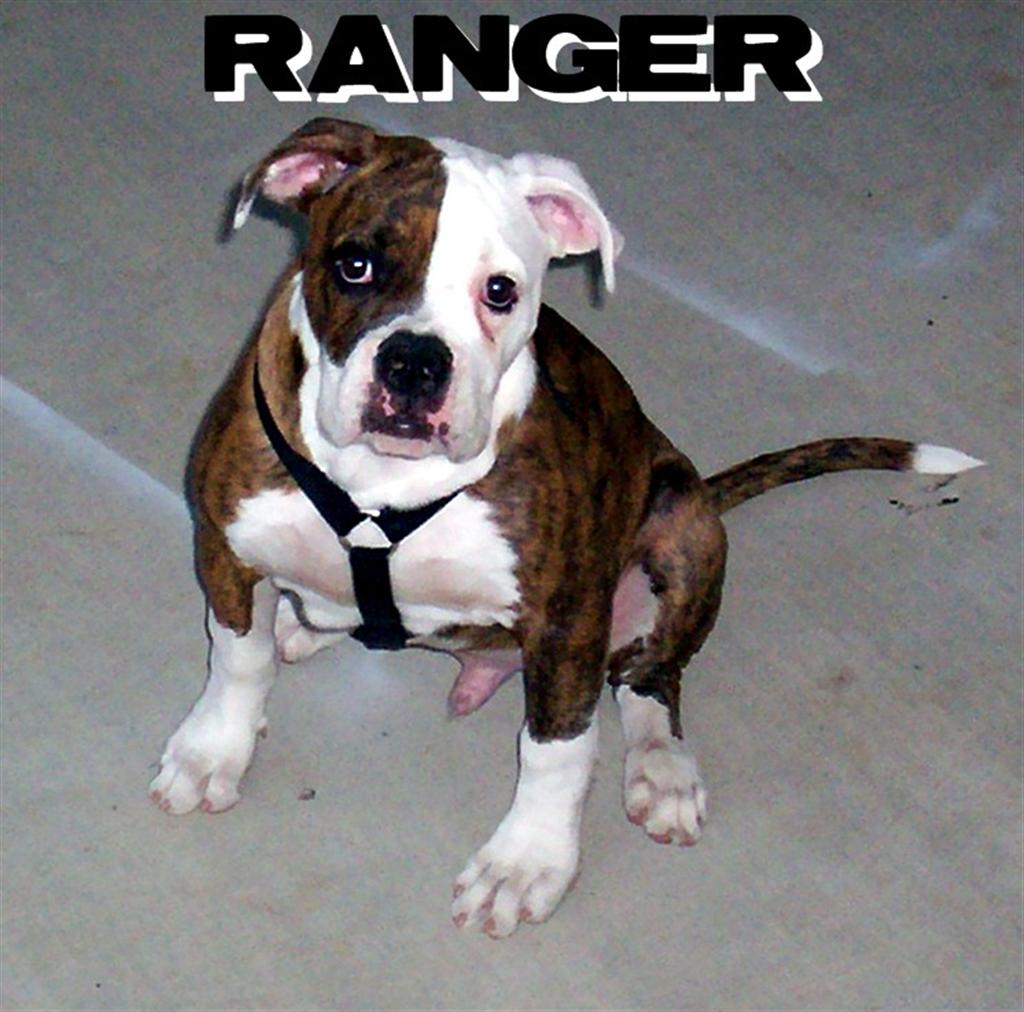ranger2.jpg